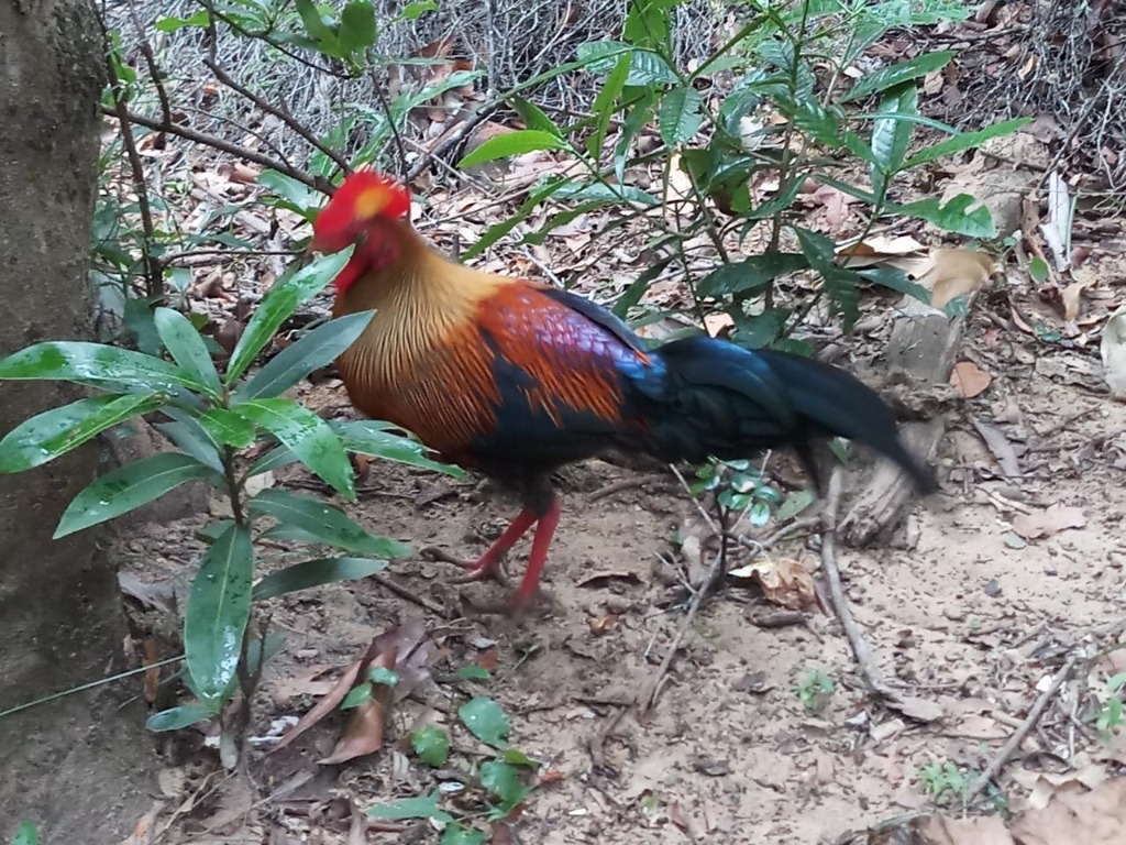 Wildlife Tours