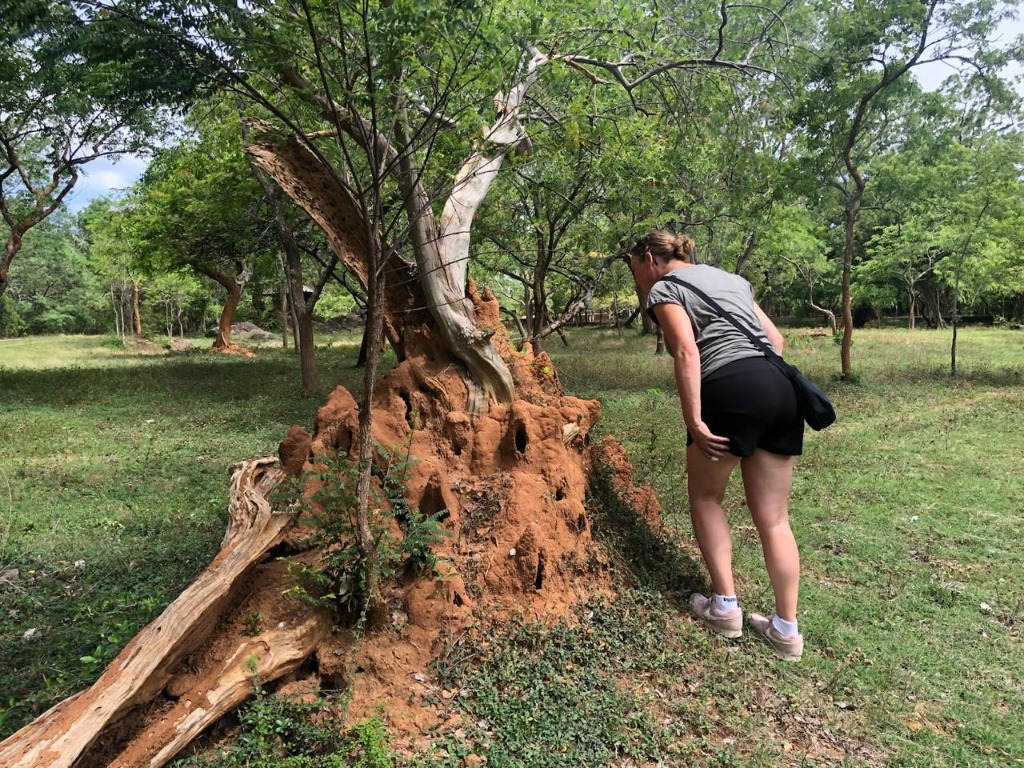 Giant Termite Mound